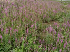 -武清南湖绿博园