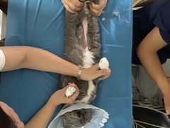 -达爱动物医院·犬猫分区·CT·复杂眼科(远洋山水分院)