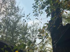 -杨柳青庄园