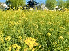 -广富林郊野公园