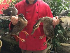 野鸭子-香霸头跑山鸡