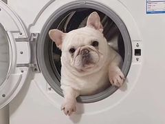 -萌宠之家·腊肠犬·马尔泰·小体犬舍