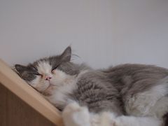 鳌拜-Catmate·猫肥家润(金润铂宫店)