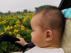 -田园东方蜜桃村的田野营地