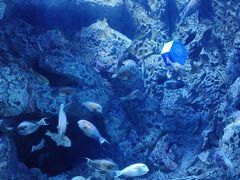 -成都浩海立方海洋公园