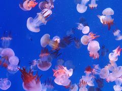 -海合安青岛极地海洋公园