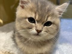-momokira米努特·德文卷毛猫·棉花面纱犬