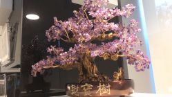 -香薇妮丝·定制减肥·身材管理