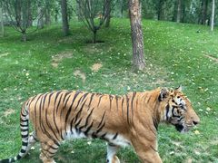 -北京野生动物园