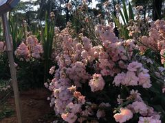 -松山湖梦幻百花洲