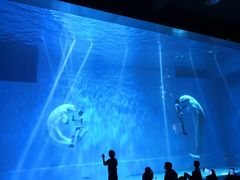 -芜湖新华联大白鲸海洋公园