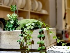 -蓝山四季西餐植物店