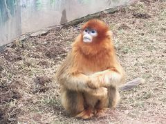 -西安秦岭野生动物园