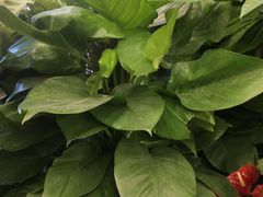 -静岸花卉园艺(三星坊店)