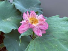 -陈家山荷花公园