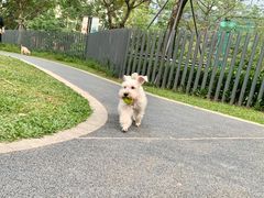 -景田北六街公园宠物主题园