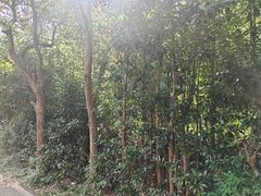 -茶人谷-东海大峡谷