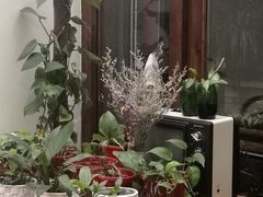 -两棵枇杷树