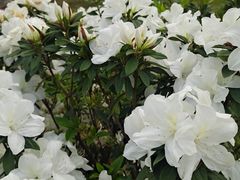 -中国科学院华南植物园