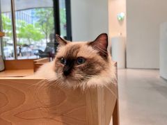-创凡宠物医院·骨专科  猫科中心(西乡分院)