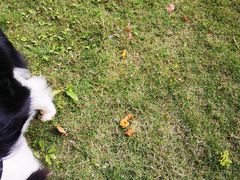 -佳雯宠物医院(金华南路分院)