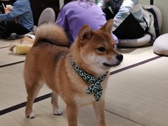 -逗柴咖啡屋·狗咖猫咖宠物桌游