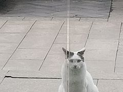 -佳雯宠物医院·皮肤科·内外科(春晓路分院)