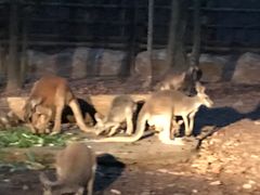 -清迈夜间动物园