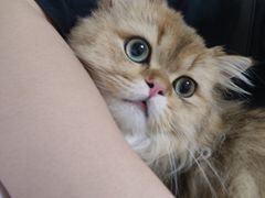 -瑞鹏宠物医院·超声·骨科·奇麟分院(蜀都万达店)