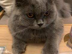 -猫和宫(六道口店)