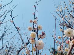 -南京古林公园