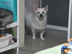 -瑞鹏宠物医院·骨科·猫科·内科(第一中心)