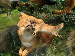 -国家自然博物馆