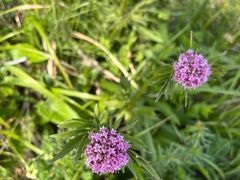 -白草畔自然风景区