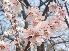 -桃花堤公园