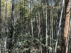 -镇江市南山风景名胜区竹林景区