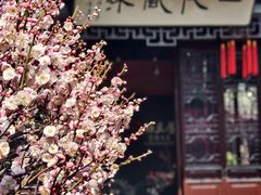 -梅园