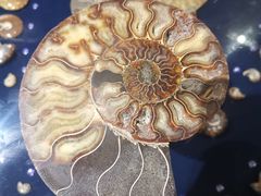 -青岛贝壳博物馆