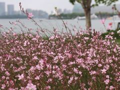 -金鸡湖景区