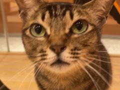 -米乐乖乖猫咪咖啡馆·猫咖(深圳湾后海汇店)