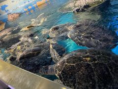 -烟台海昌鲸鲨海洋公园