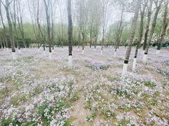 -大兴滨河森林公园