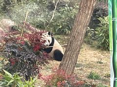 -武汉动物园
