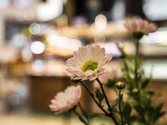 -Sunflour(来福士店)