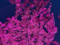 -西北湖绿化广场