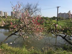 -南汇桃花村