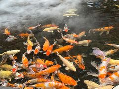 -八方后身麻辣鸡块(总店)