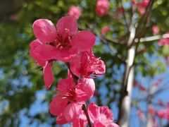 -桃花岭景区