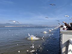 -海埂大坝