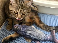 -Catmate·猫肥家润(金润铂宫店)